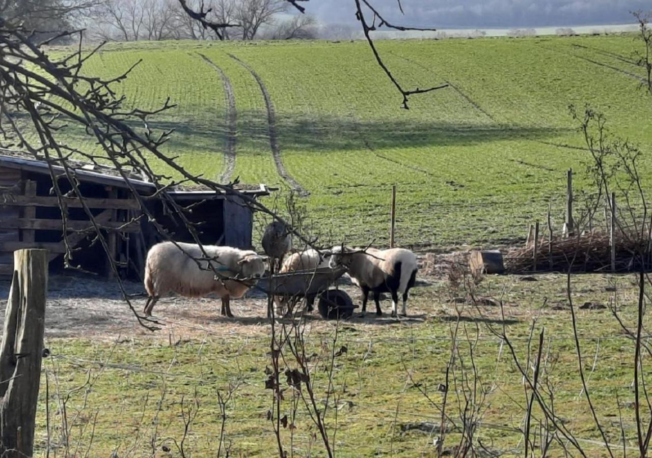 Exklusive Naturoase Direkt Am Ars Natura Wanderweg Mit Panoramablick Auf Melsungen Daire Dış mekan fotoğraf