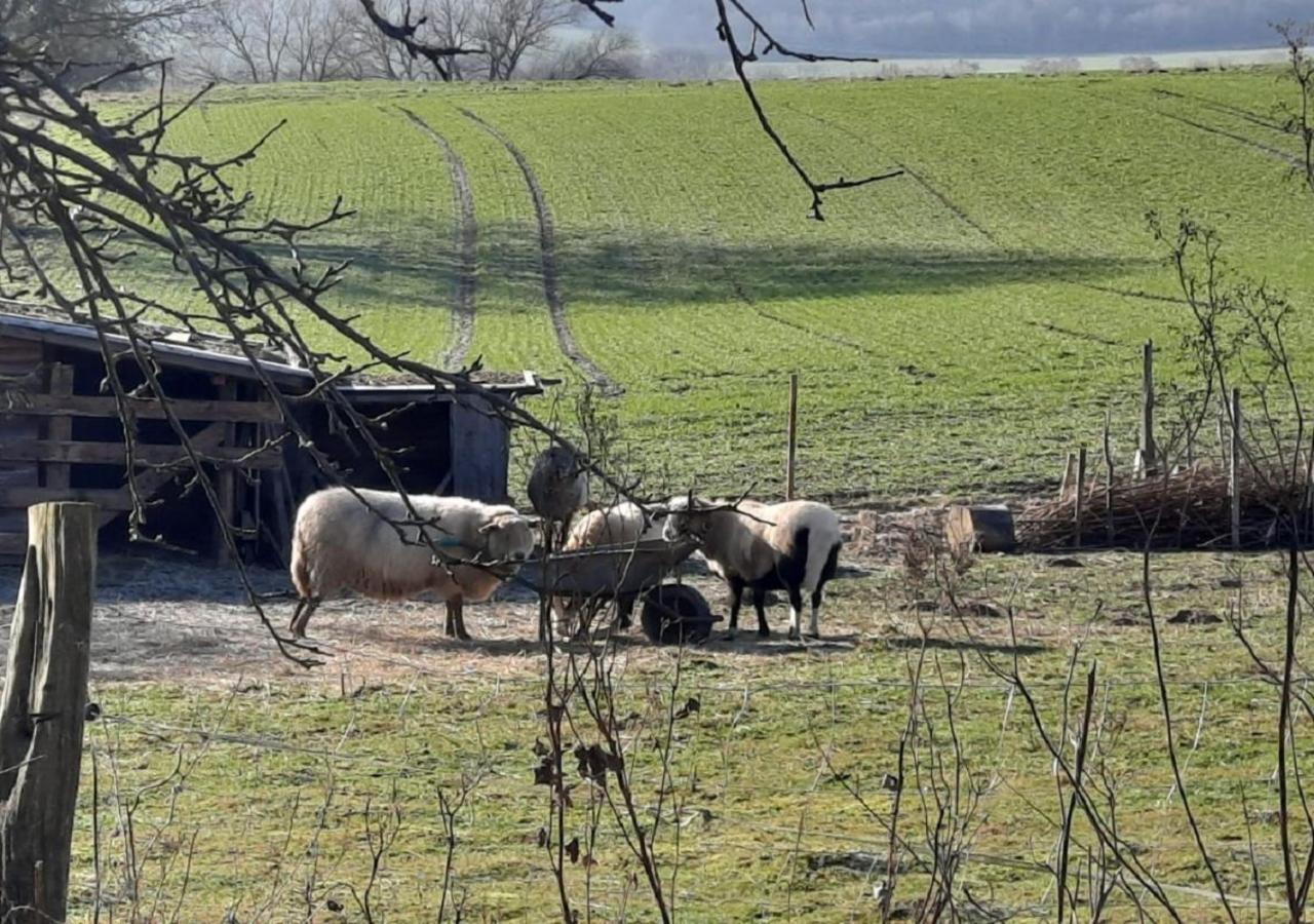 Exklusive Naturoase Direkt Am Ars Natura Wanderweg Mit Panoramablick Auf Melsungen Dış mekan fotoğraf